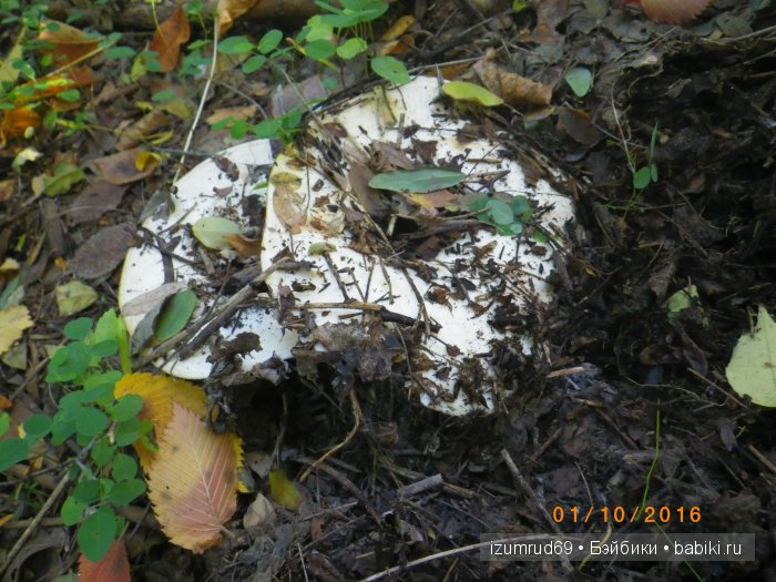 Как мы съездили за грибами (фото 6)