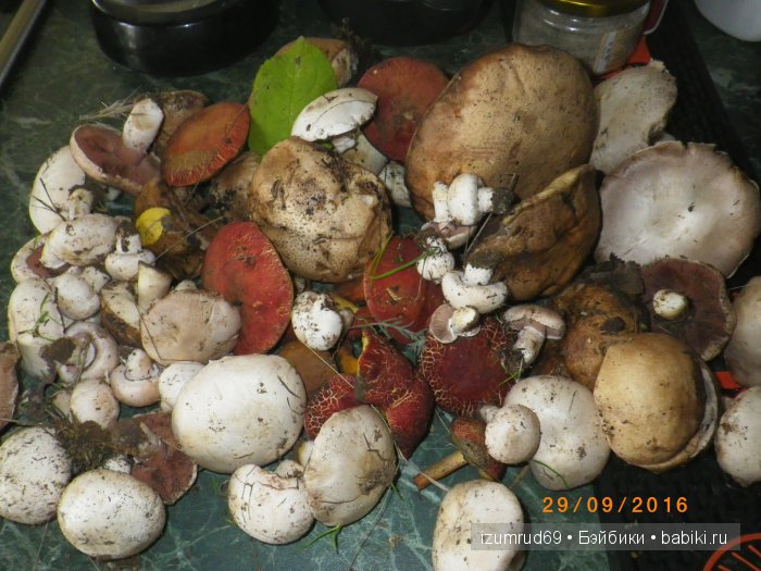 Как мы съездили за грибами (фото 2)