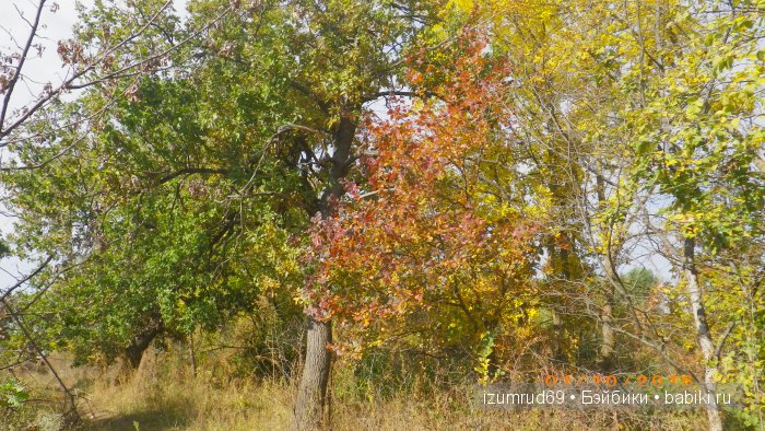 Как мы съездили за грибами (фото 5)