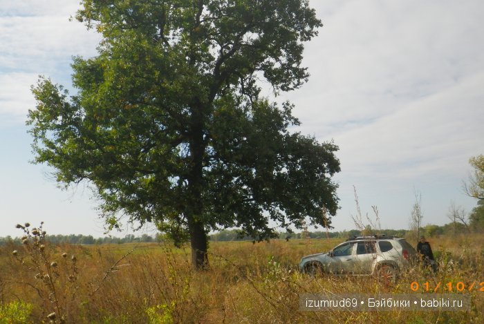 Как мы съездили за грибами (фото 4)