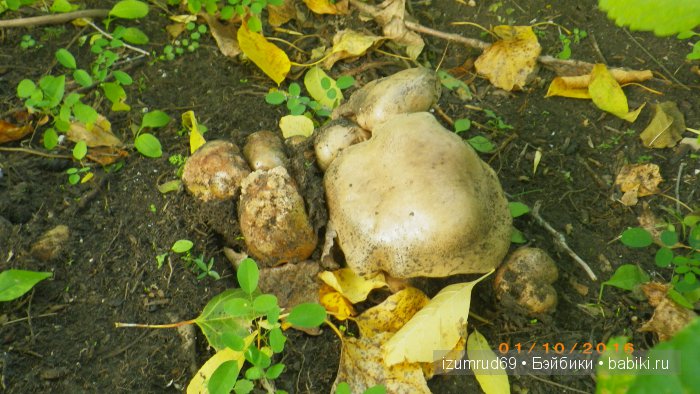 Как мы съездили за грибами (фото 8)