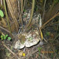 Как мы съездили за грибами.