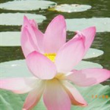 Родная природа. Волго-Ахтубинская пойма. Часть 1.