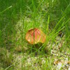 Родная природа. Волго-Ахтубинская пойма. Часть 2.