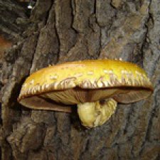 Родная природа. Волго-Ахтубинская пойма. Часть 3.