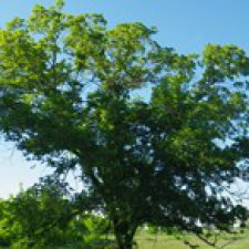 Родная природа. Волго-Ахтубинская пойма. Часть 4.