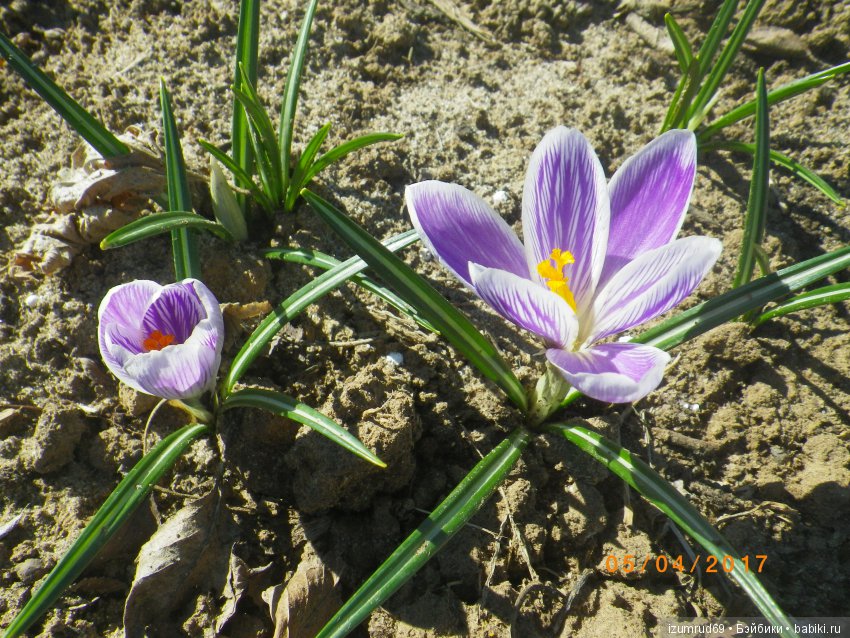 Луковичные в моем саду. С праздником 8 Марта (фото 4)