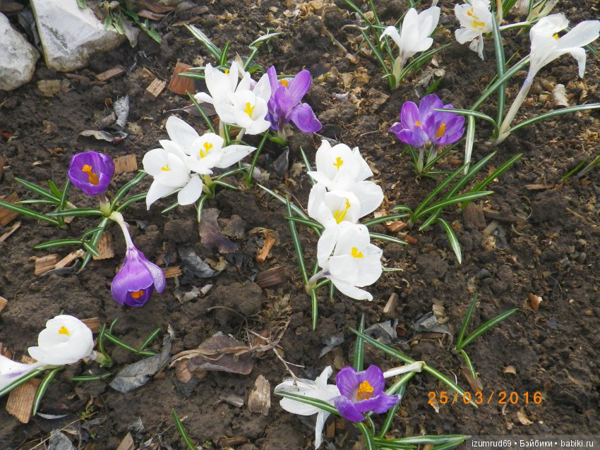 Луковичные в моем саду. С праздником 8 Марта (фото 3)
