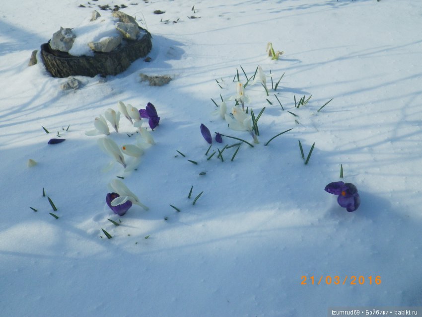 Луковичные в моем саду. С праздником 8 Марта (фото 2)