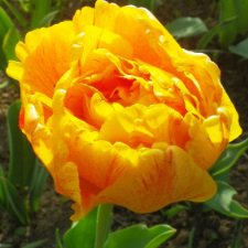 Луковичные в моем саду. С праздником 8 Марта!