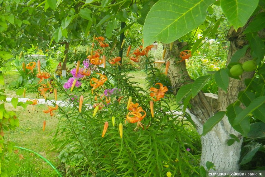 Лилии в моем саду. Продолжаю цветочную тему