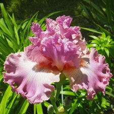 Ирисы в моем саду. Цветов много не бывает