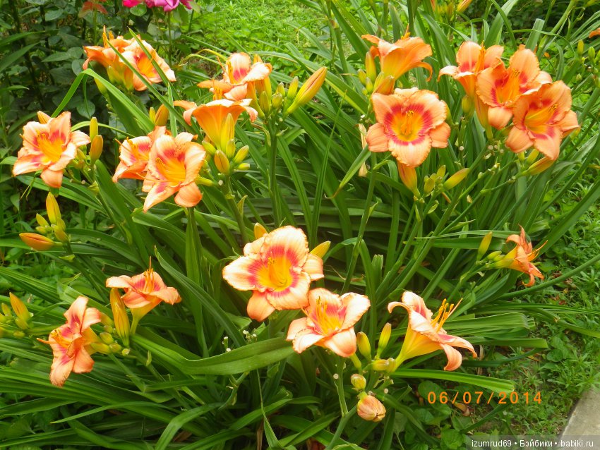 Лилейники в моем саду. Весна все ближе (фото 5)