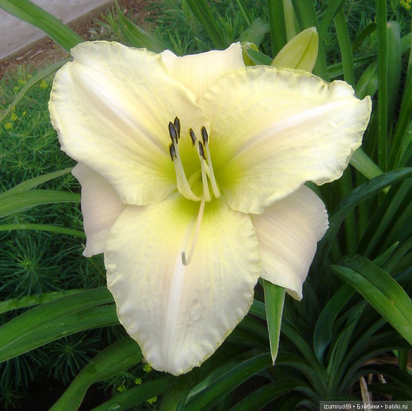 Лилейники в моем саду. Весна все ближе (фото 2)