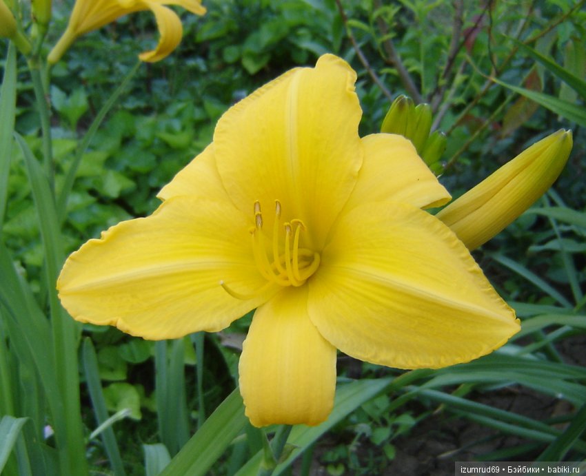 Лилейники в моем саду. Весна все ближе (фото 6)