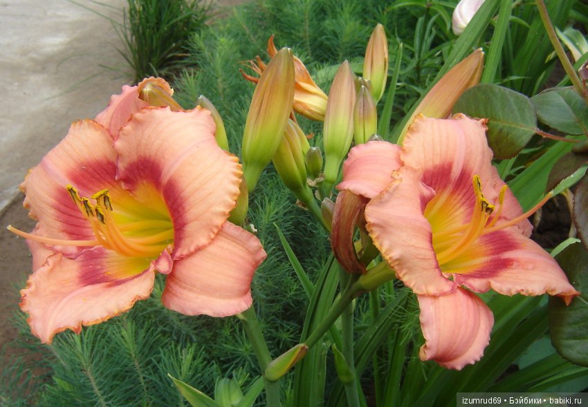 Лилейники в моем саду. Весна все ближе (фото 4)