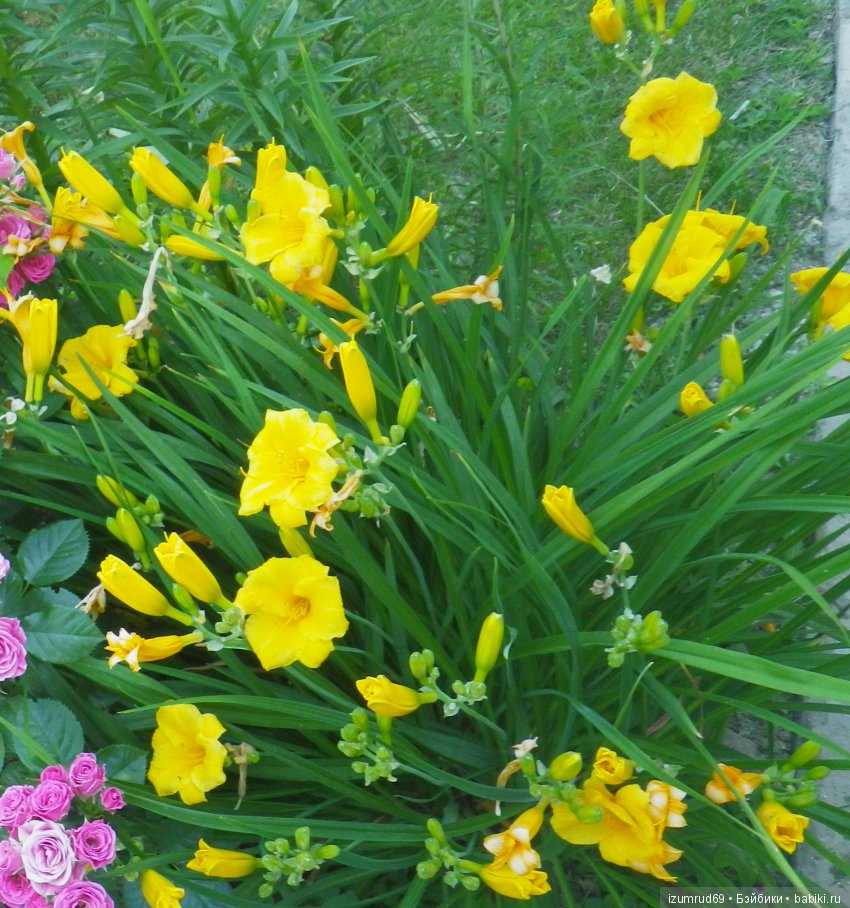 Лилейники в моем саду. Весна все ближе (фото 9)