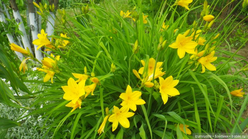 Лилейники в моем саду. Весна все ближе (фото 8)