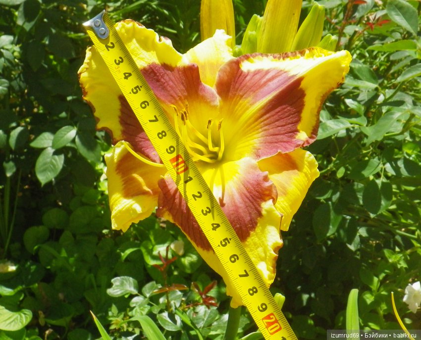 Лилейники в моем саду. Весна все ближе (фото 10)