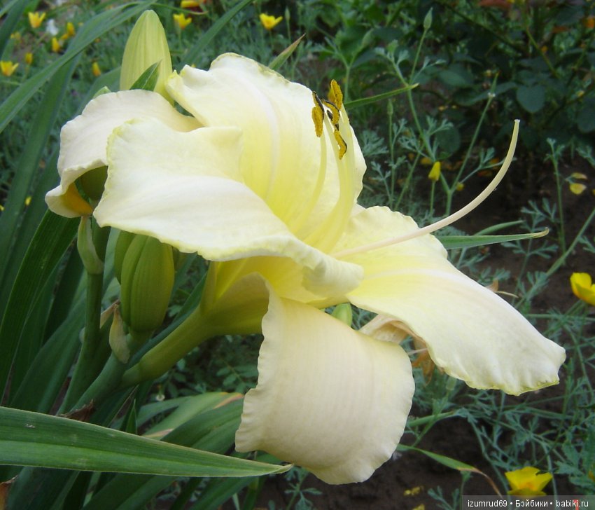 Лилейники в моем саду. Весна все ближе (фото 3)