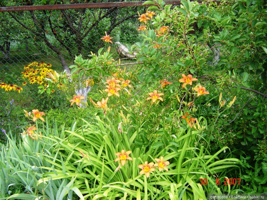 Лилейники в моем саду. Весна все ближе