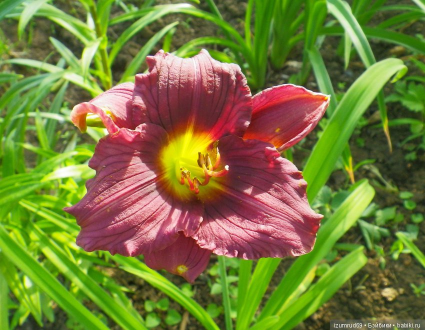 Лилейники в моем саду. Весна все ближе