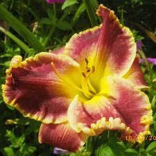 Лилейники в моем саду. Весна все ближе...