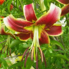 Лилии в моем саду. Продолжаю цветочную тему