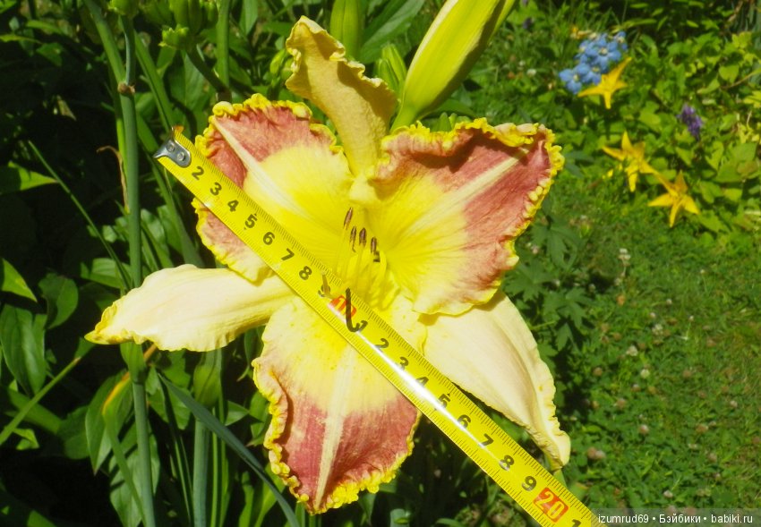 Лилейники в моем саду. Весна все ближе