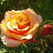 С праздником 8 Марта! Всем розы к празднику!