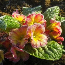 Жители моего сада. Цветы, о которых тоже хочется рассказать