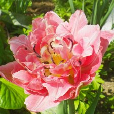 Прекрасные мгновения весны!