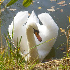 Осень...Осень...