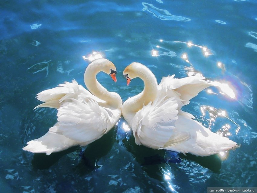 Мой Николя (Iplehouse SID Shane) и другие... Новая встреча