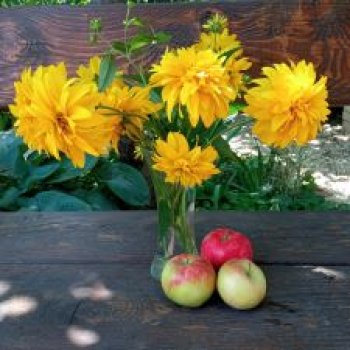 Воспоминания о лете. Мой сад