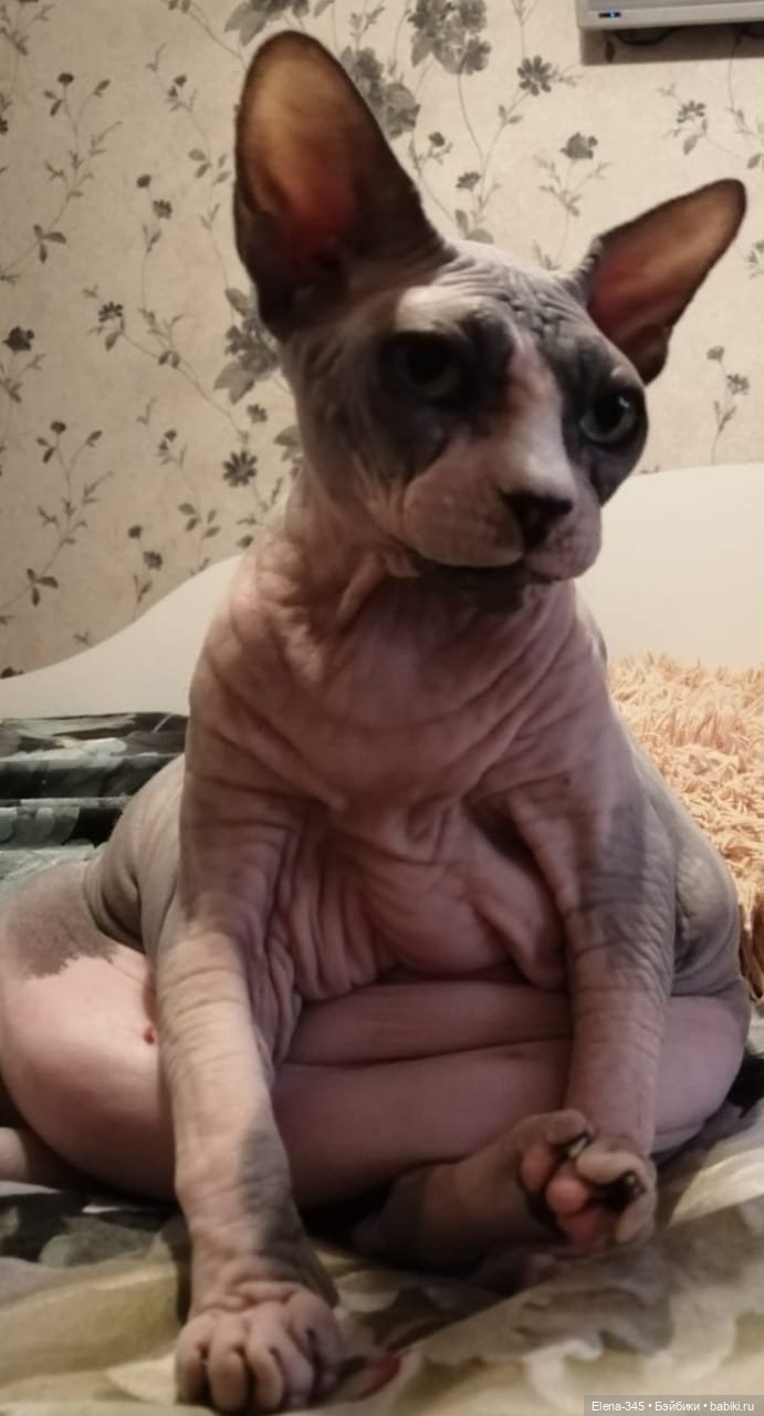 Мы, хоть и не чёрные кошечки, но тоже хотим показаться!