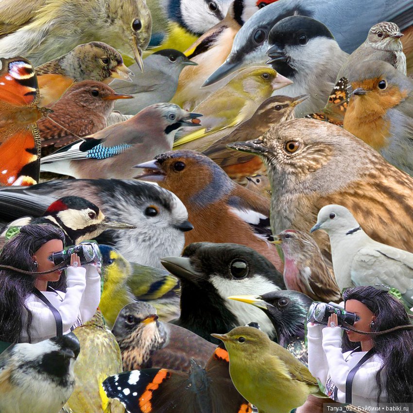 Куча птиц. Много птиц. Множество птиц США. Где больше всего птиц в Евразии. Много птиц фото.