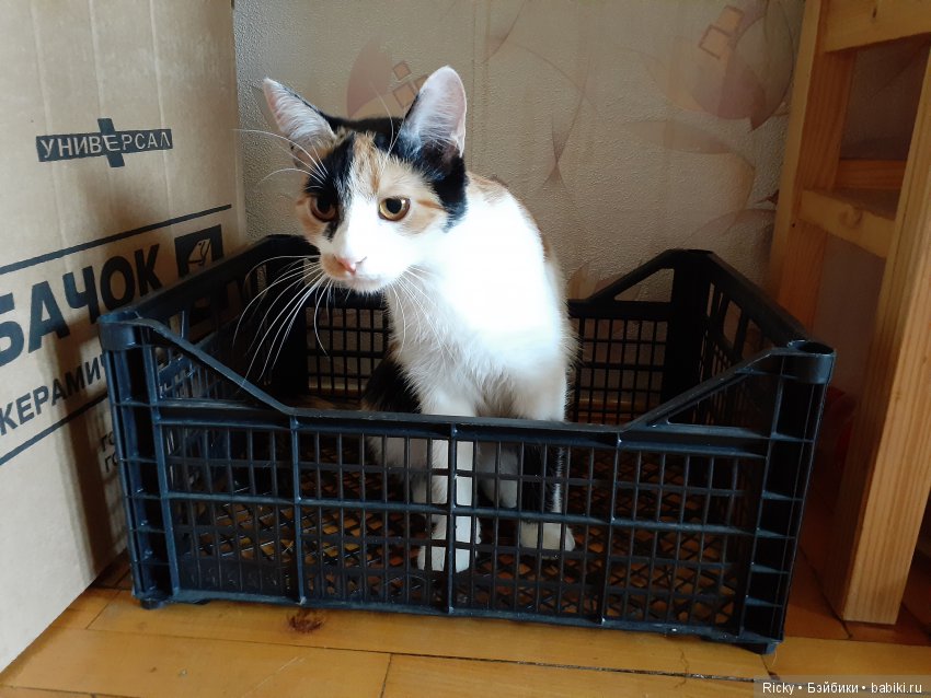 Котиков много не бывает)