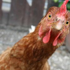 Куриные истории продолжение