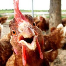 Куриные истории. Всем привет! Предлагаю почитать сказку и отдохнуть