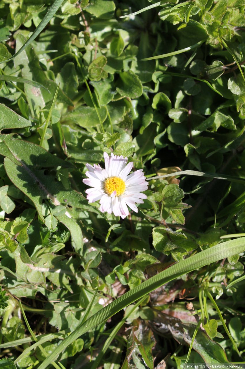 Железный Человек: приключения без брони. Весенняя прогулка (фото 6)