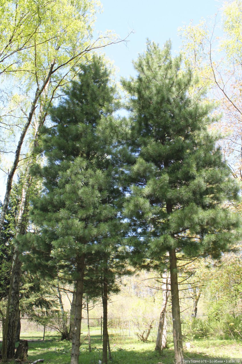 Железный Человек: приключения без брони. Весенняя прогулка (фото 4)