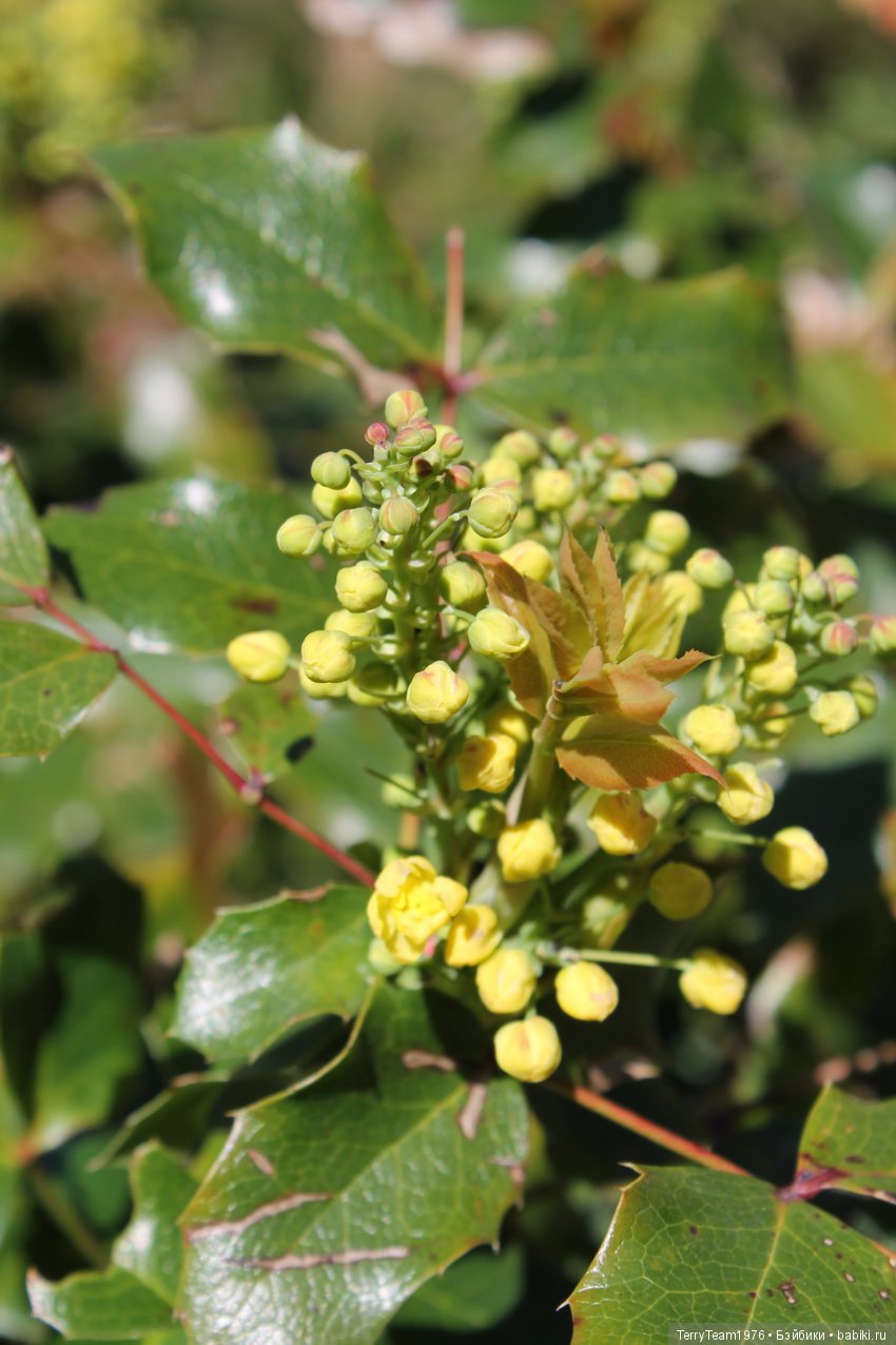 Железный Человек: приключения без брони. Весенняя прогулка