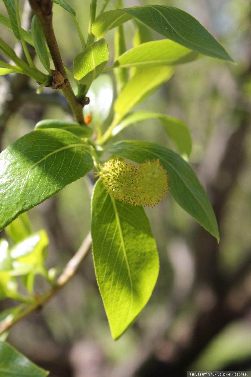 Железный Человек: приключения без брони. Весенняя прогулка (фото 8)