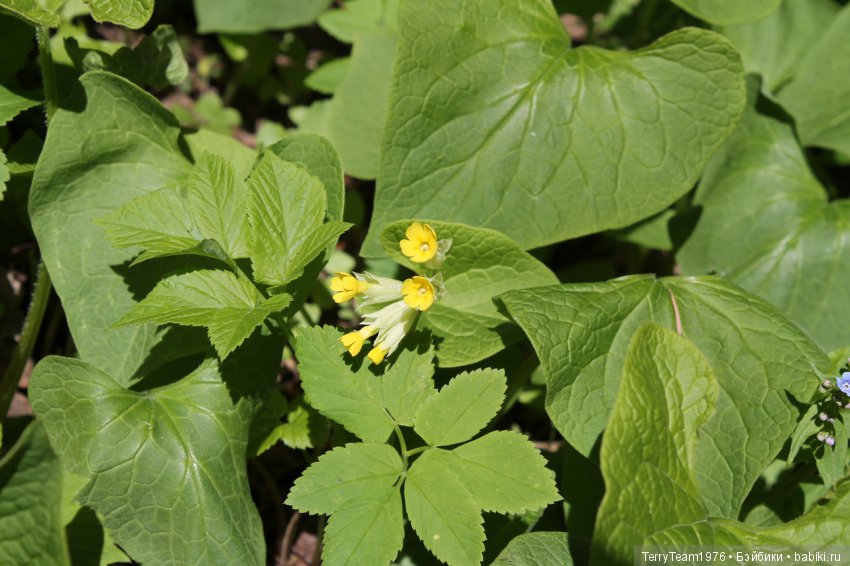 Железный Человек: приключения без брони. Весенняя прогулка (фото 2)