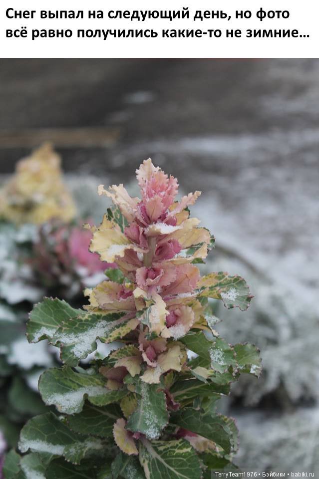 Железный человек: приключения без брони. Новогодние каникулы. В поисках Русской зимы | Бэйбики Железный человек: приключения без брони. Новогодние каникулы. В поисках Русской зимы