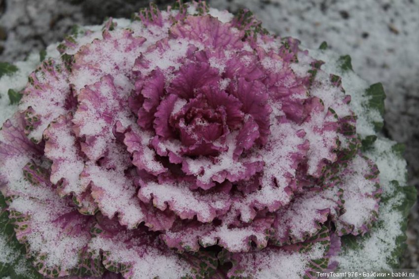 Железный человек: приключения без брони. Новогодние каникулы. В поисках Русской зимы | Бэйбики Железный человек: приключения без брони. Новогодние каникулы. В поисках Русской зимы