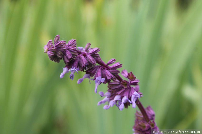 Железный человек: приключеня без брони. Сиреневый сад (фото 3)