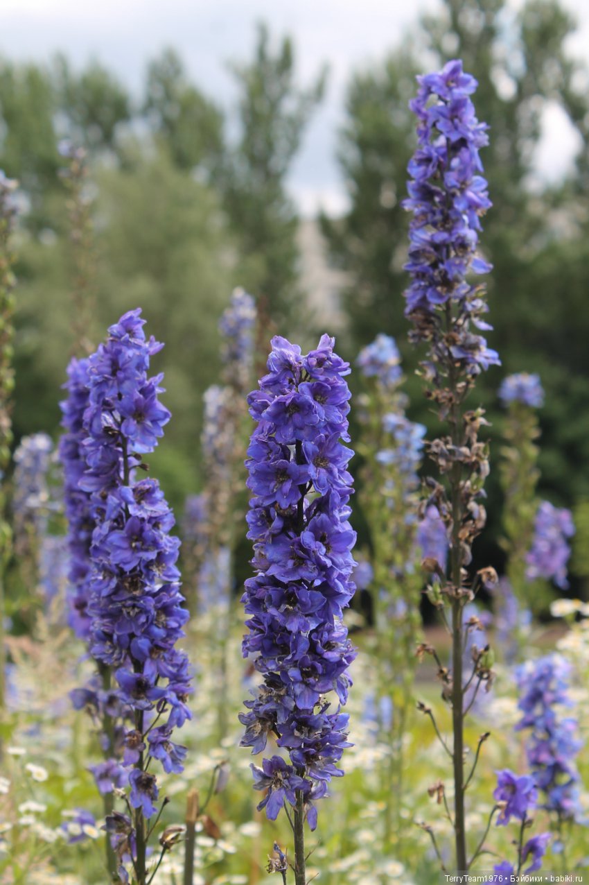 Железный человек: приключеня без брони. Сиреневый сад