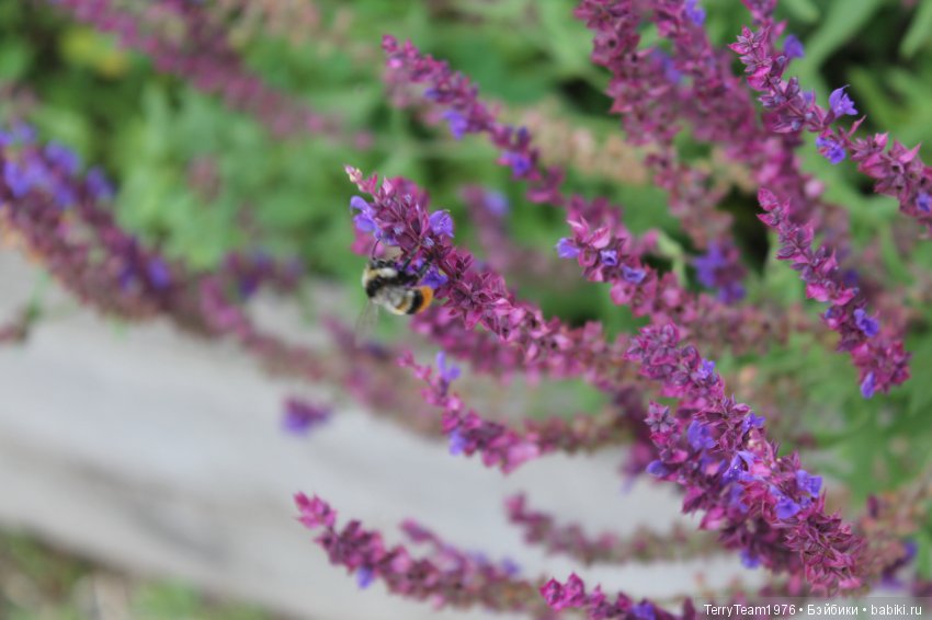 Железный человек: приключеня без брони. Сиреневый сад (фото 6)